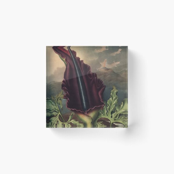 Item preview, The Dragon Arum by Robert John Thornton Botanical Illustration designed and sold by InnerCitadel.