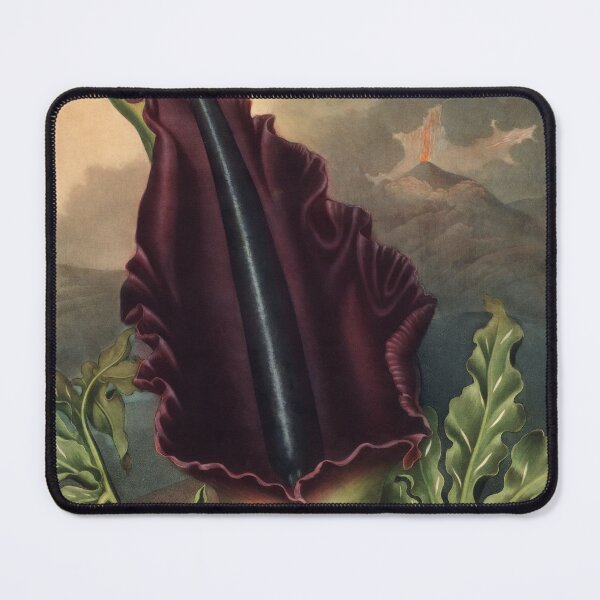 Item preview, The Dragon Arum by Robert John Thornton Botanical Illustration designed and sold by InnerCitadel.