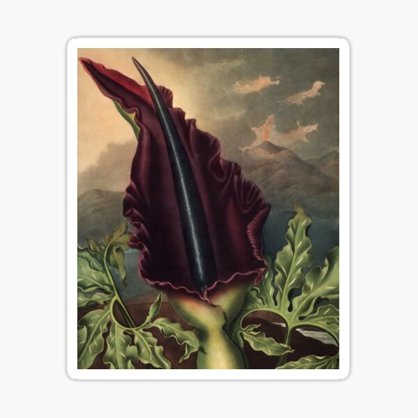 Item preview, The Dragon Arum by Robert John Thornton Botanical Illustration designed and sold by InnerCitadel.