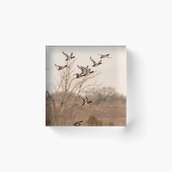 Item preview, Ducks Take Off From the Lake designed and sold by Debra Martz.