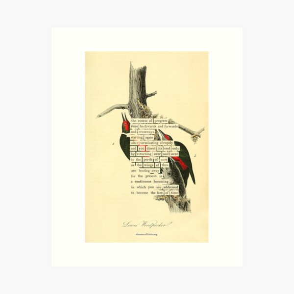 Item preview, Bird Divination: Lewis's Woodpecker (almanacofbirds.org) designed and sold by mariapopova.