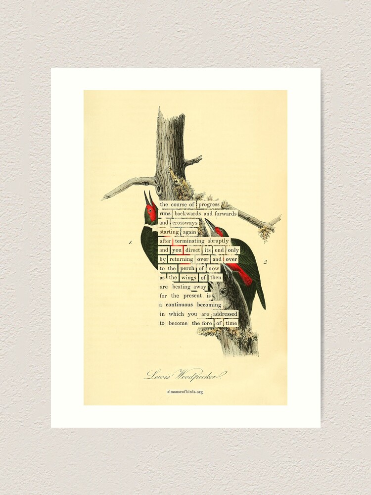 Thumbnail 1 of 3, Art Print, Bird Divination: Lewis's Woodpecker (almanacofbirds.org) designed and sold by mariapopova.