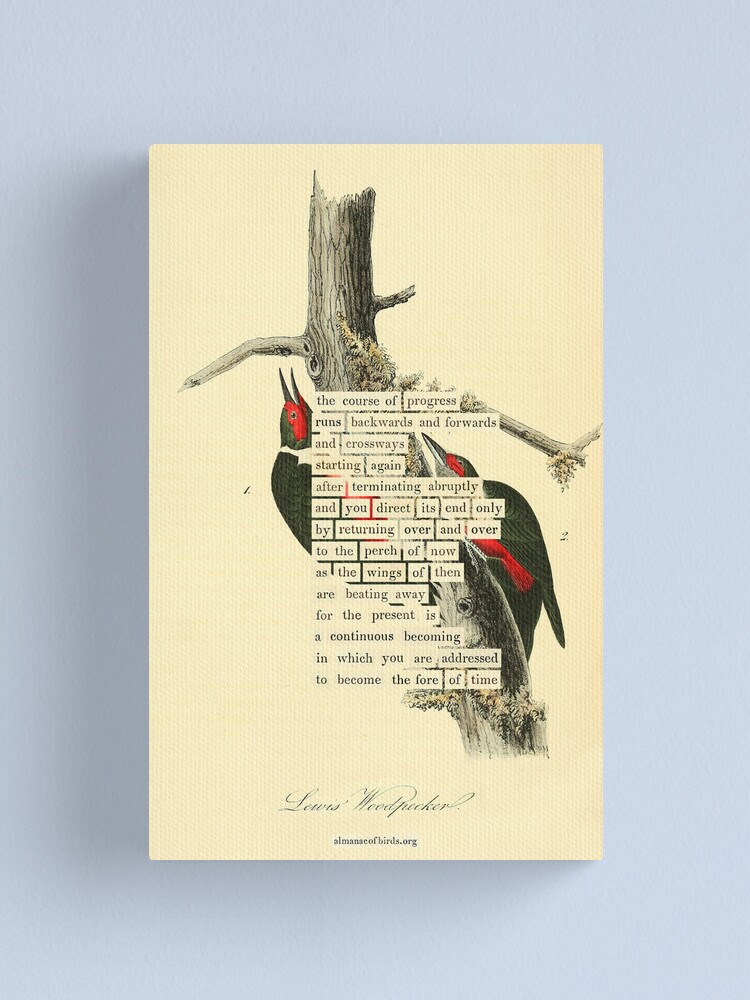 Thumbnail 1 of 3, Canvas Print, Bird Divination: Lewis's Woodpecker (almanacofbirds.org) designed and sold by mariapopova.