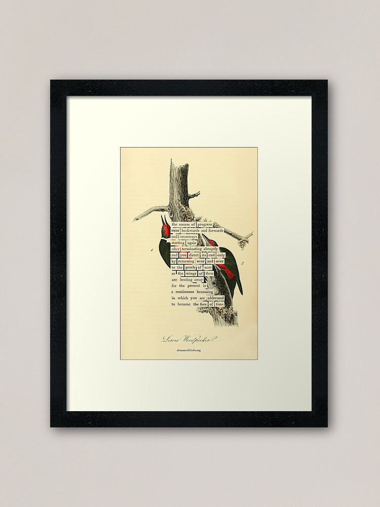 Thumbnail 1 of 7, Framed Art Print, Bird Divination: Lewis's Woodpecker (almanacofbirds.org) designed and sold by mariapopova.