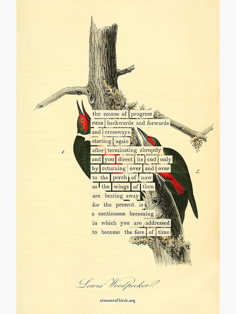 Thumbnail 2 of 2, Greeting Card, Bird Divination: Lewis's Woodpecker (almanacofbirds.org) designed and sold by mariapopova.