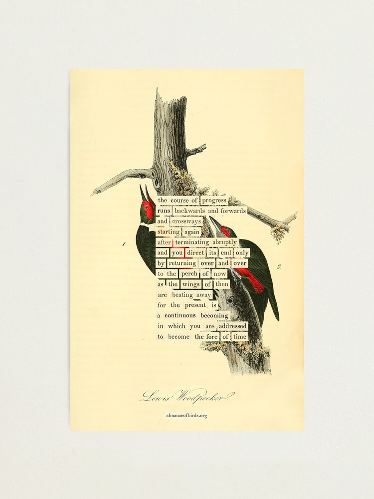 Thumbnail 1 of 3, Photographic Print, Bird Divination: Lewis's Woodpecker (almanacofbirds.org) designed and sold by mariapopova.