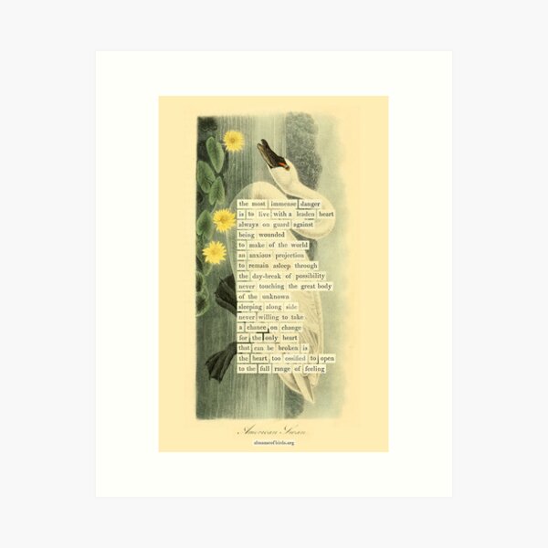 Item preview, Bird Divination: American Swan (almanacofbirds.org) designed and sold by mariapopova.