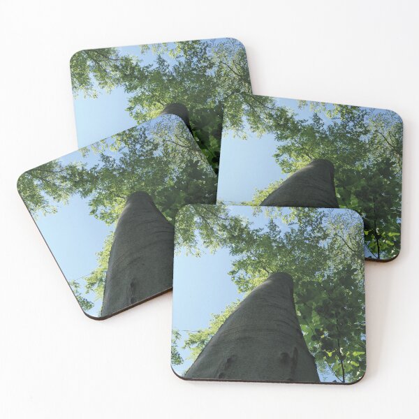 Item preview, large trees in the forest, Swabian Alb designed and sold by Mauswohn.