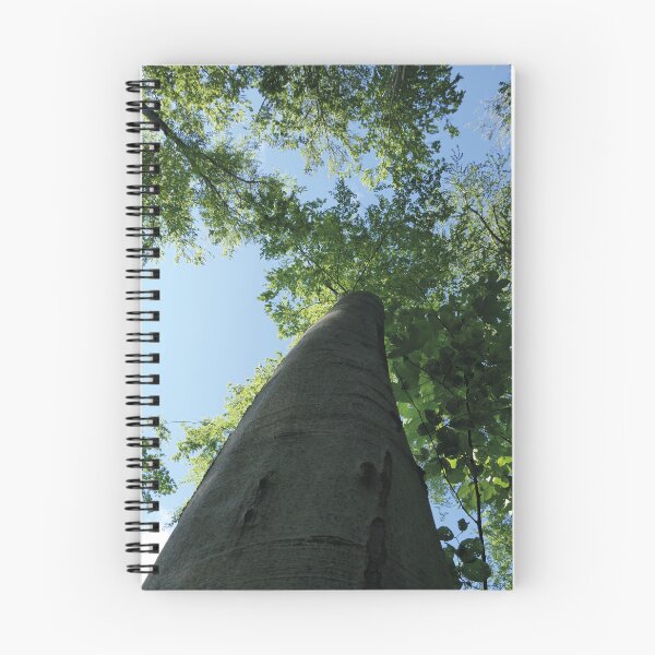 Item preview, large trees in the forest, Swabian Alb designed and sold by Mauswohn.
