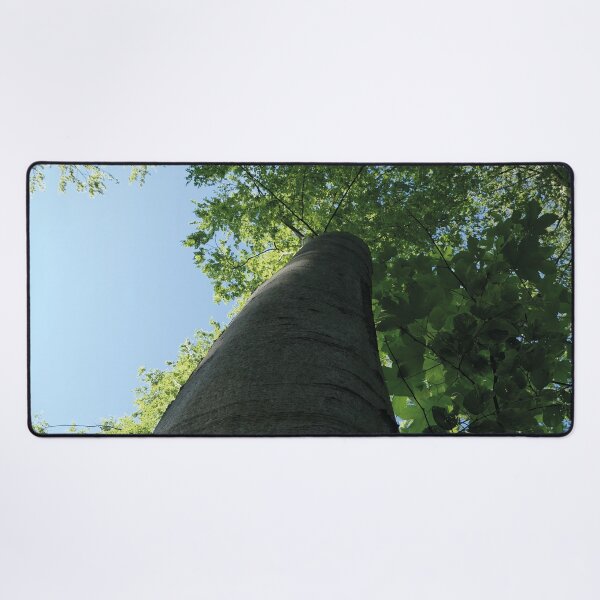 Item preview, large trees in the forest, Swabian Alb designed and sold by Mauswohn.