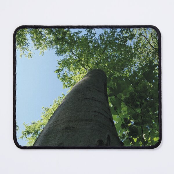Item preview, large trees in the forest, Swabian Alb designed and sold by Mauswohn.