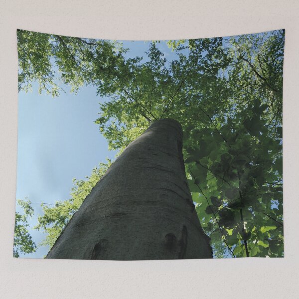 Item preview, large trees in the forest, Swabian Alb designed and sold by Mauswohn.