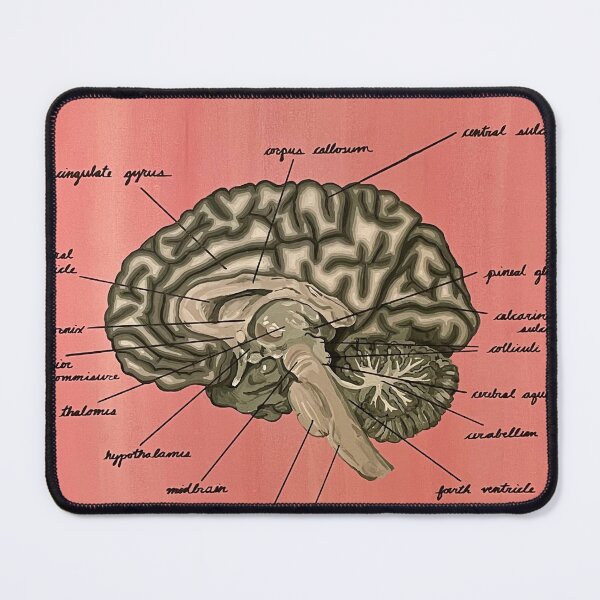 Item preview, Anatomical Brain Painting designed and sold by eluber22.