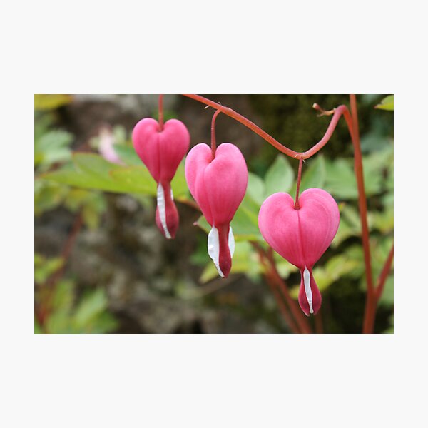 Item preview, I heart you flowers designed and sold by AbsintheFairy.