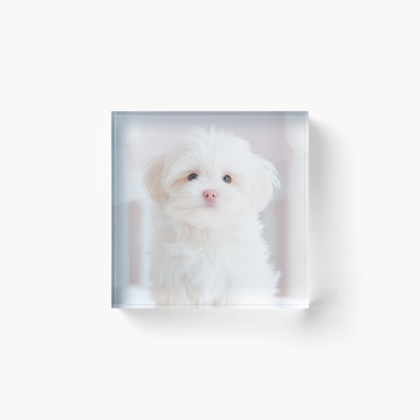 Item preview, Paws-itively Precious designed and sold by CHCOfficial.