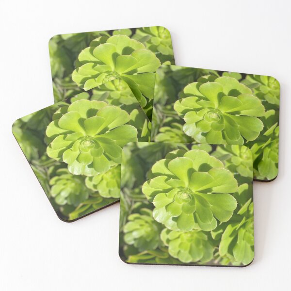 Succulent Bright Coasters (Set of 4)