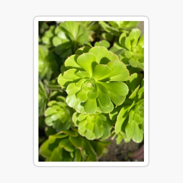 Succulent Bright Sticker