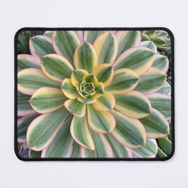 Item preview, Circle Succulent designed and sold by SucculentLovers.