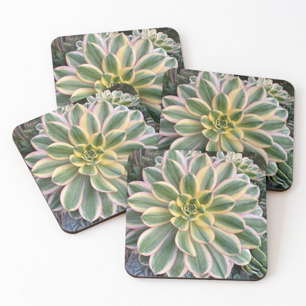 Item preview, Circle Succulent designed and sold by SucculentLovers.