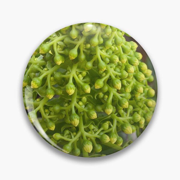 Item preview, Succulent Buds designed and sold by SucculentLovers.