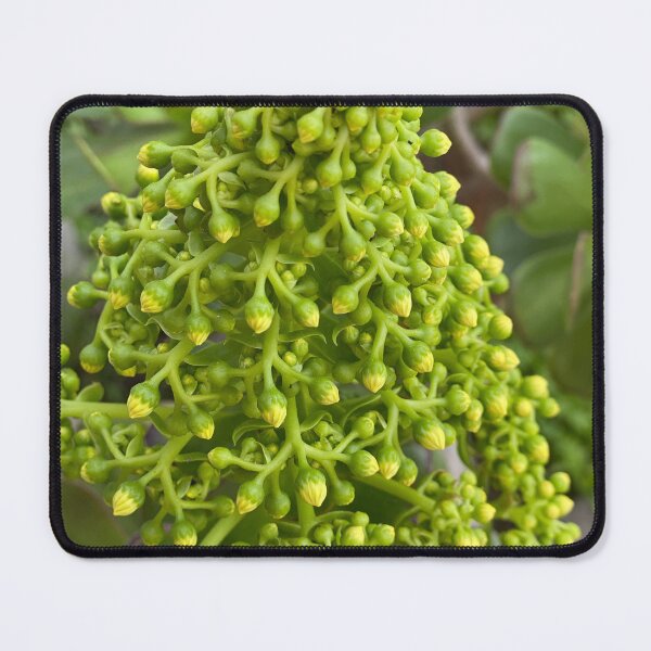 Item preview, Succulent Buds designed and sold by SucculentLovers.