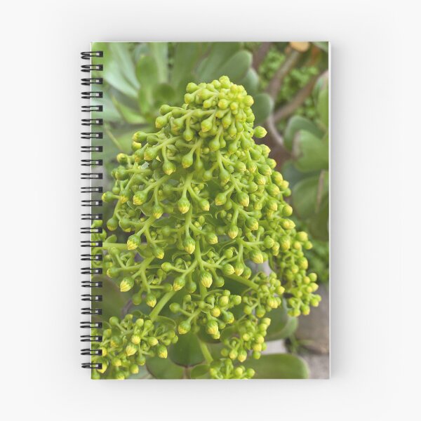 Item preview, Succulent Buds designed and sold by SucculentLovers.