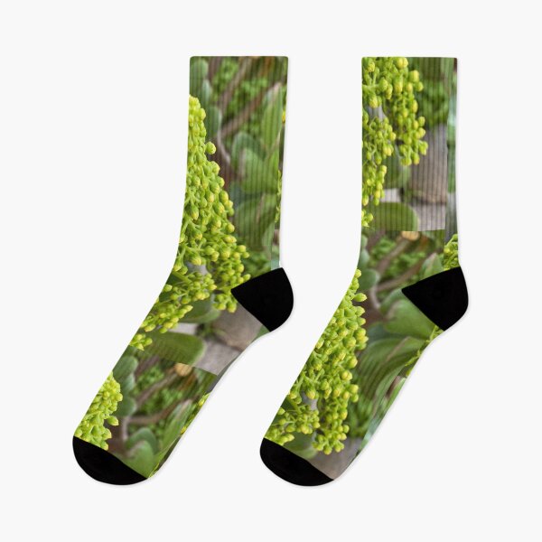 Item preview, Succulent Buds designed and sold by SucculentLovers.