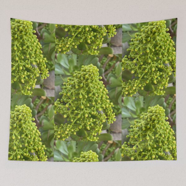 Item preview, Succulent Buds designed and sold by SucculentLovers.