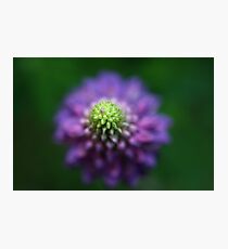 Lupin Photographic Print