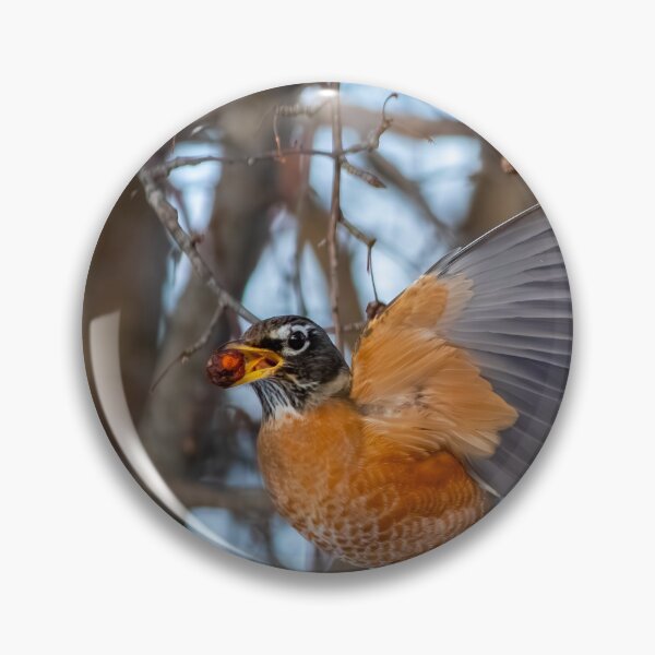 Item preview, Robin Snacking on a Winter Berry designed and sold by Split2ndPhotos.