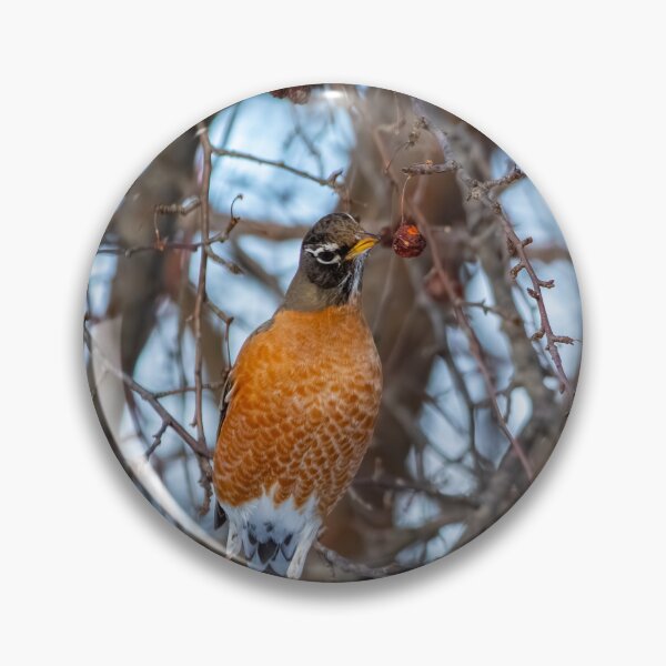 Item preview, Robin inspecting a berry for his midday snack designed and sold by Split2ndPhotos.