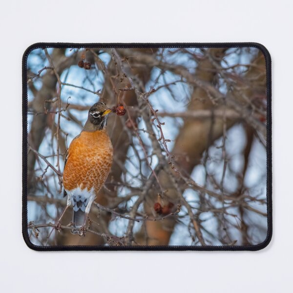 Item preview, Robin inspecting a berry for his midday snack designed and sold by Split2ndPhotos.