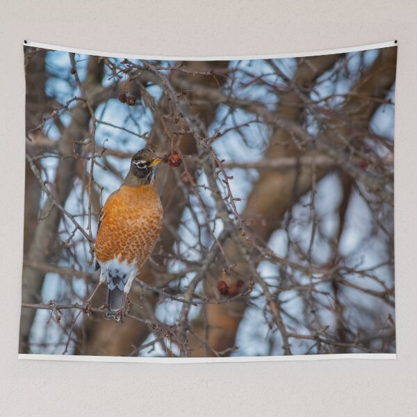 Item preview, Robin inspecting a berry for his midday snack designed and sold by Split2ndPhotos.