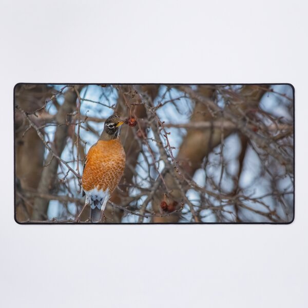 Item preview, Robin inspecting a berry for his midday snack designed and sold by Split2ndPhotos.