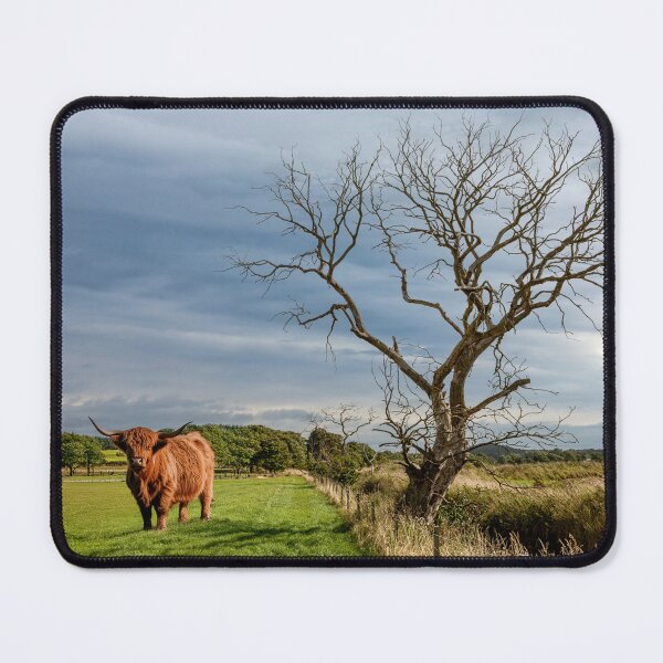 Item preview, Scottish Highland Cow designed and sold by Tom McPherson Photography.