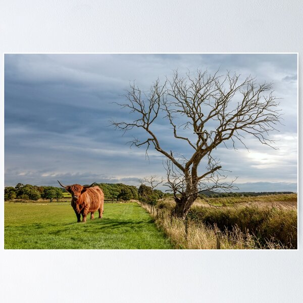 Item preview, Scottish Highland Cow designed and sold by Tom McPherson Photography.