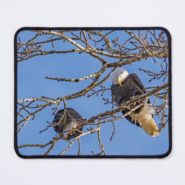 Item preview, Bald Eagle with mate looking down from tree designed and sold by lisavonbiela.