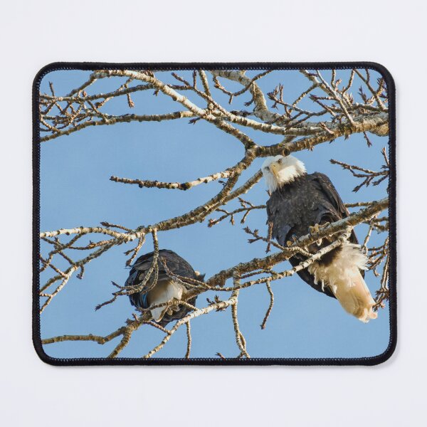 Item preview, Bald Eagle looking down from tree designed and sold by lisavonbiela.