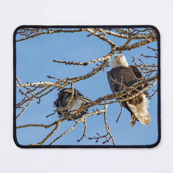 Item preview, Bald Eagle looking down, both eyes visible designed and sold by lisavonbiela.