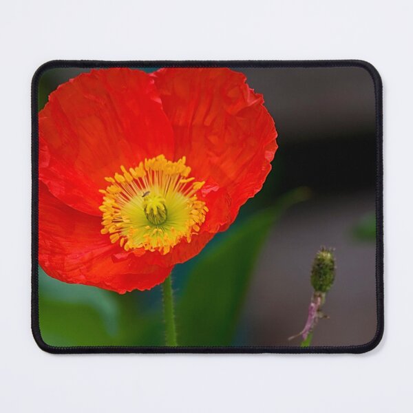 Item preview, Red hot Poppy designed and sold by zzsuzsa.