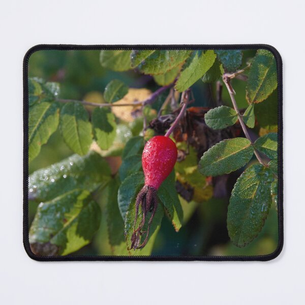 Item preview, Green Leaves Surround a Red Rose Hip designed and sold by couragesings.