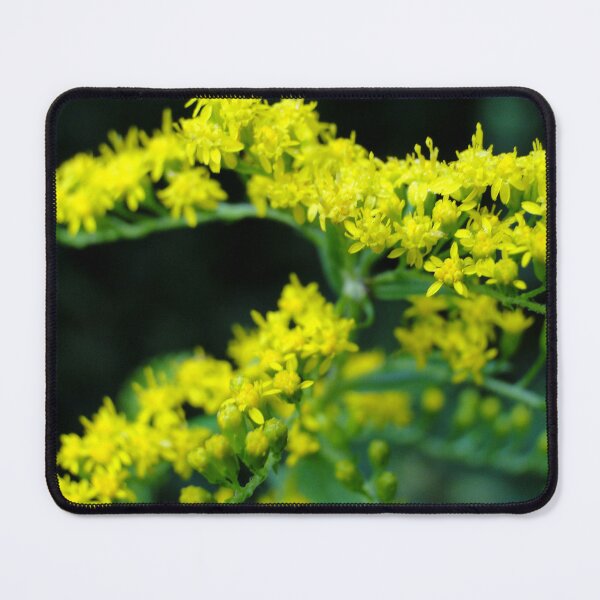 Item preview, Goldenrod designed and sold by sermelis.