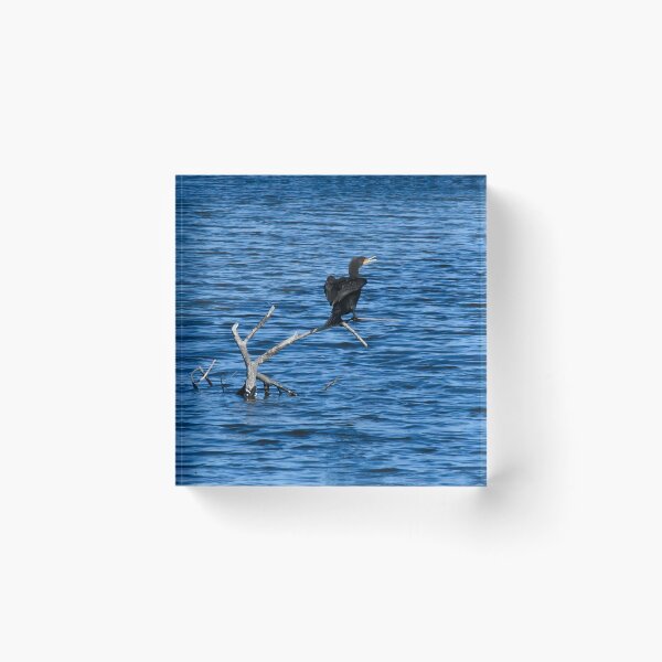 Item preview, Double Crested Cormorant by the River designed and sold by richardbryce.