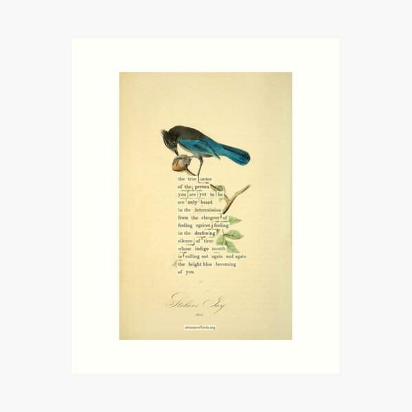 Item preview, Bird Divination: Stellers Jay (almanacofbirds.org) designed and sold by mariapopova.