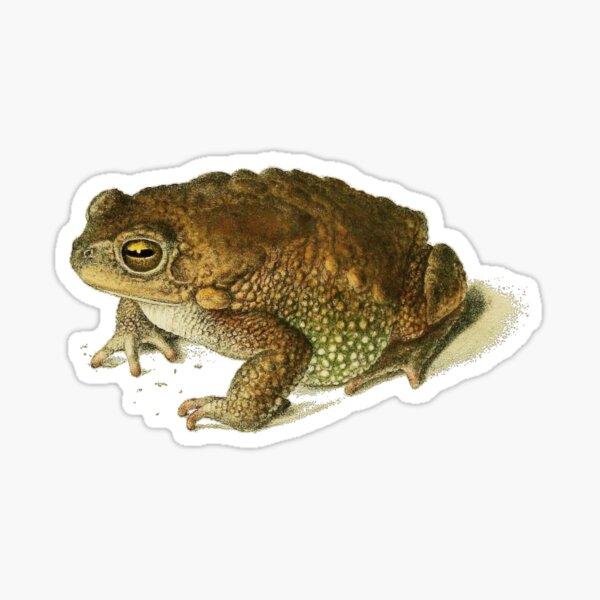 Item preview, Bufo valhallae – Vintage Toad Illustration designed and sold by Printiquity.