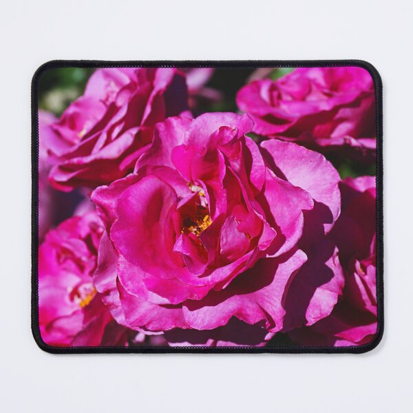 Item preview, A New Day Pink Roses designed and sold by Joy Watson - Natural Light Photography .