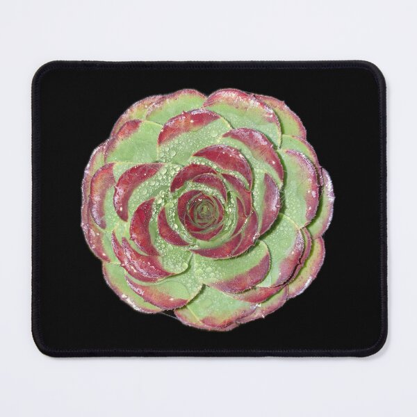 Item preview, Succulent designed and sold by SucculentLovers.