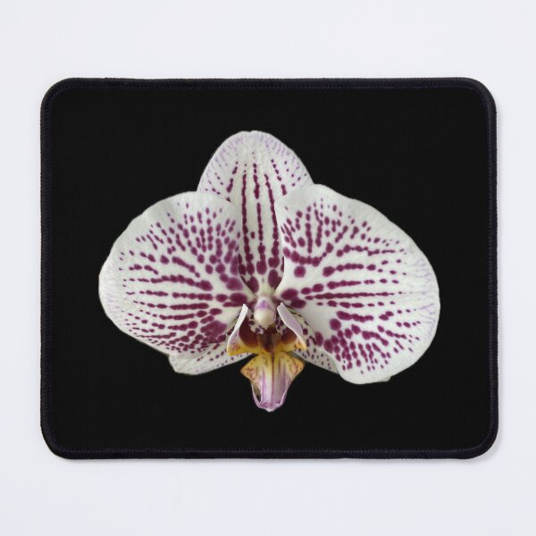 Item preview, Orchid designed and sold by SucculentLovers.