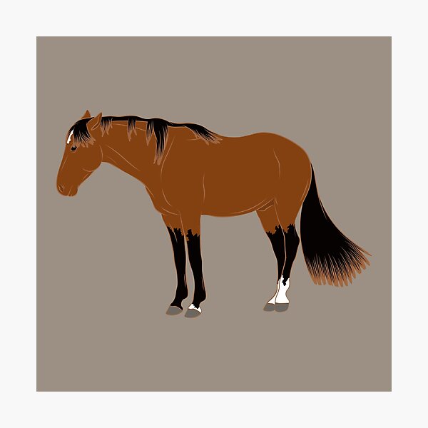 Aperçu de l'œuvre Cheval de Namibie, cheval sauvage, cheval bai, races de chevaux de la Namibie créée et vendue par WebEquitation®.