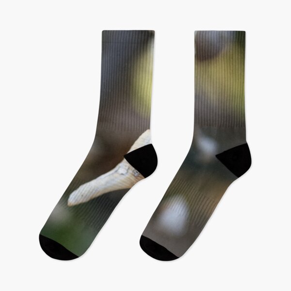 Item preview, Hanging shells, ephemeral poetry in Thailand	 designed and sold by franck380.